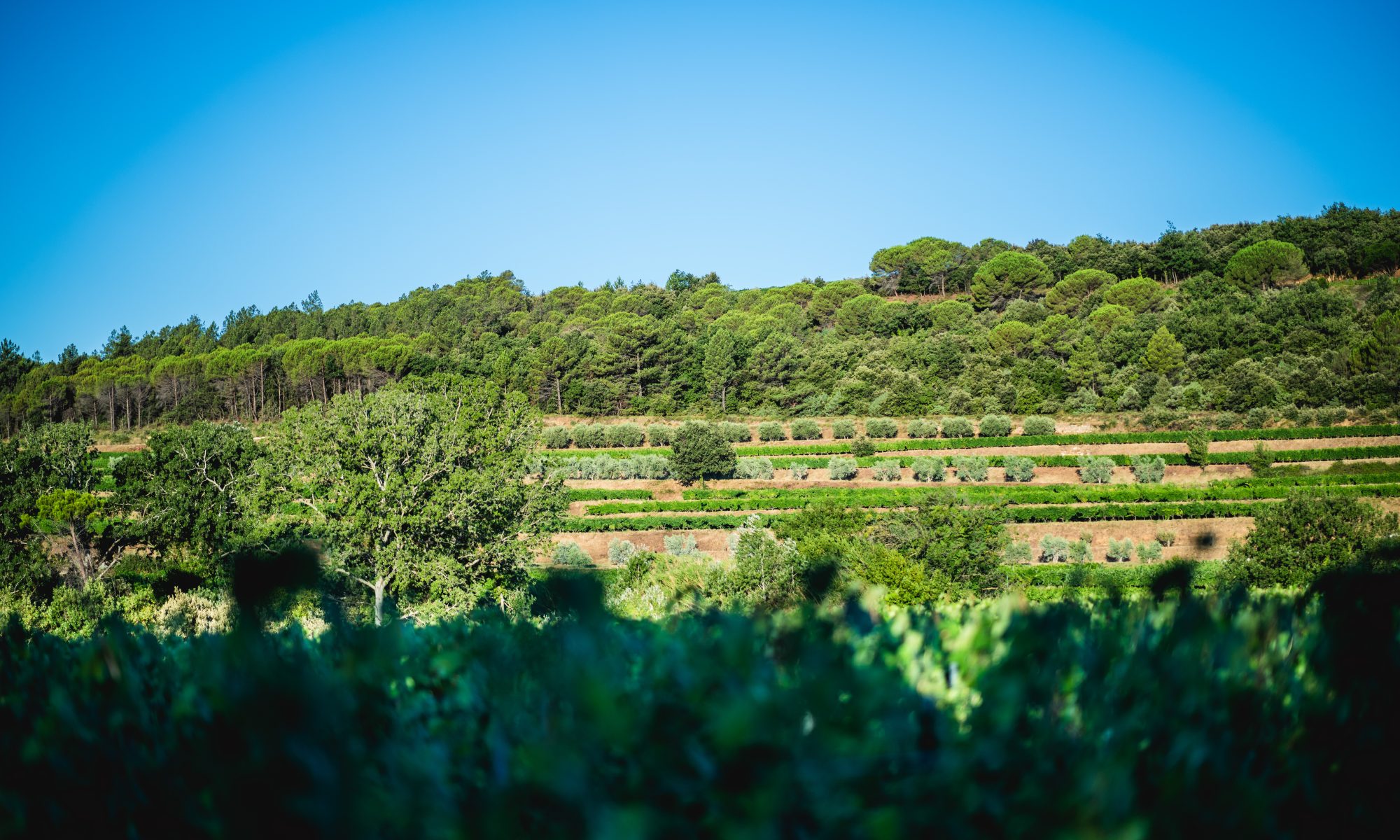 Domaine de la Réméjeann