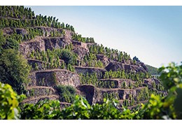 COMMENT CHOISIR SA CÔTE-RÔTIE : COMPARAISON ENTRE GERIN, VERNAY ET VILLARD