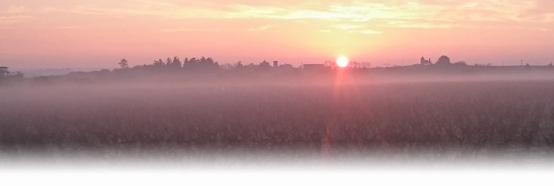 Muscadet, Terre de grands blancs !